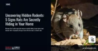 Uncovering Hidden Rodents: 5 Signs Rats Are Secretly Hiding in Your Home