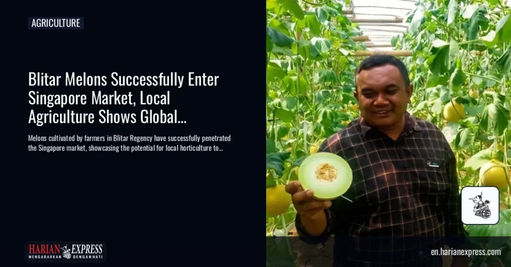 Blitar Melons Successfully Enter Singapore Market, Local Agriculture Shows Global Potential