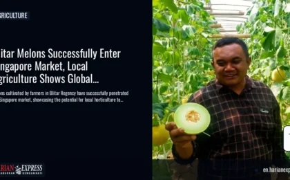 Blitar Melons Successfully Enter Singapore Market, Local Agriculture Shows Global Potential