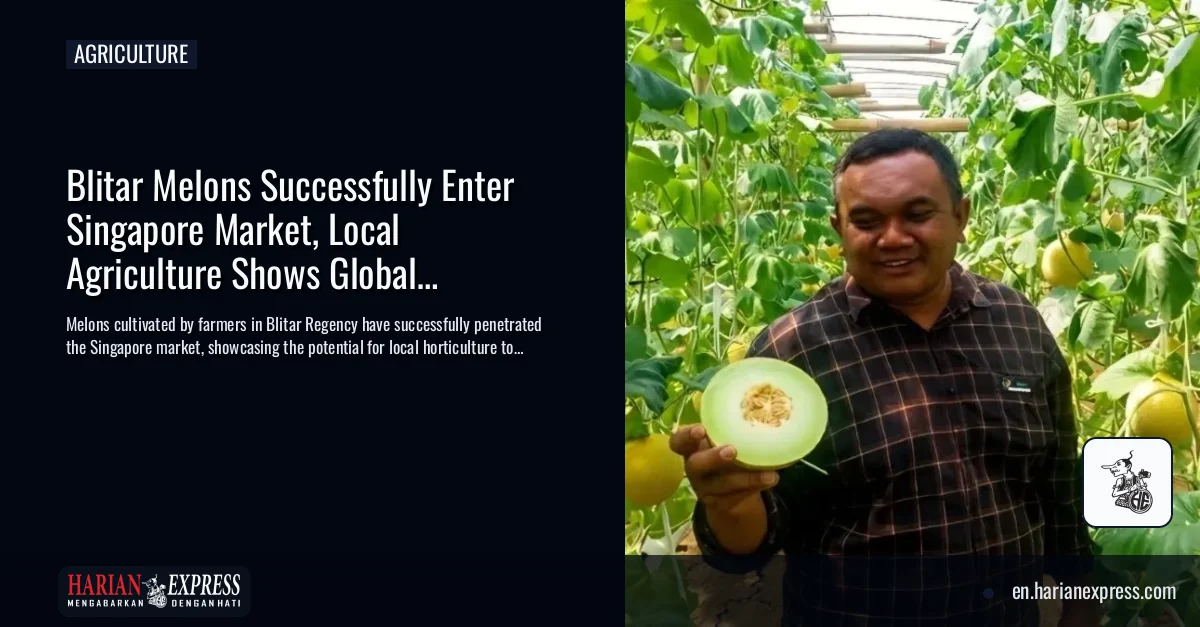 Blitar Melons Successfully Enter Singapore Market, Local Agriculture Shows Global Potential
