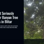Motorcyclist Seriously Injured After Banyan Tree Branch Falls in Blitar