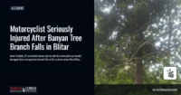 Motorcyclist Seriously Injured After Banyan Tree Branch Falls in Blitar