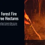 Blitar Teak Forest Fire Engulfs Three Hectares