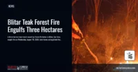 Blitar Teak Forest Fire Engulfs Three Hectares