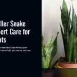 Achieve Fuller Snake Plants: Expert Care for Rapid Shoots