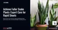 Achieve Fuller Snake Plants: Expert Care for Rapid Shoots