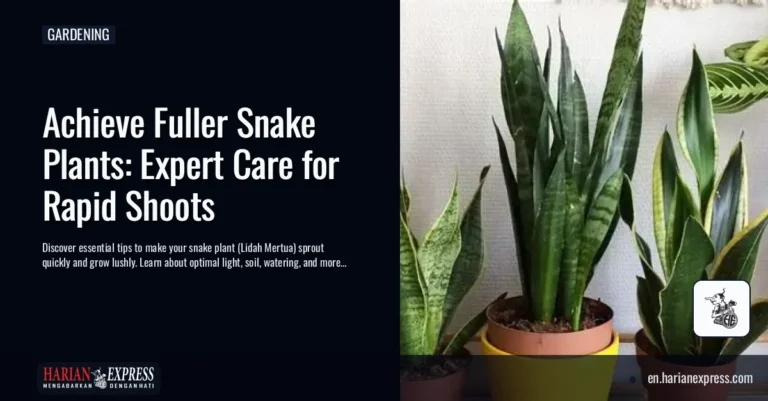 Achieve Fuller Snake Plants: Expert Care for Rapid Shoots