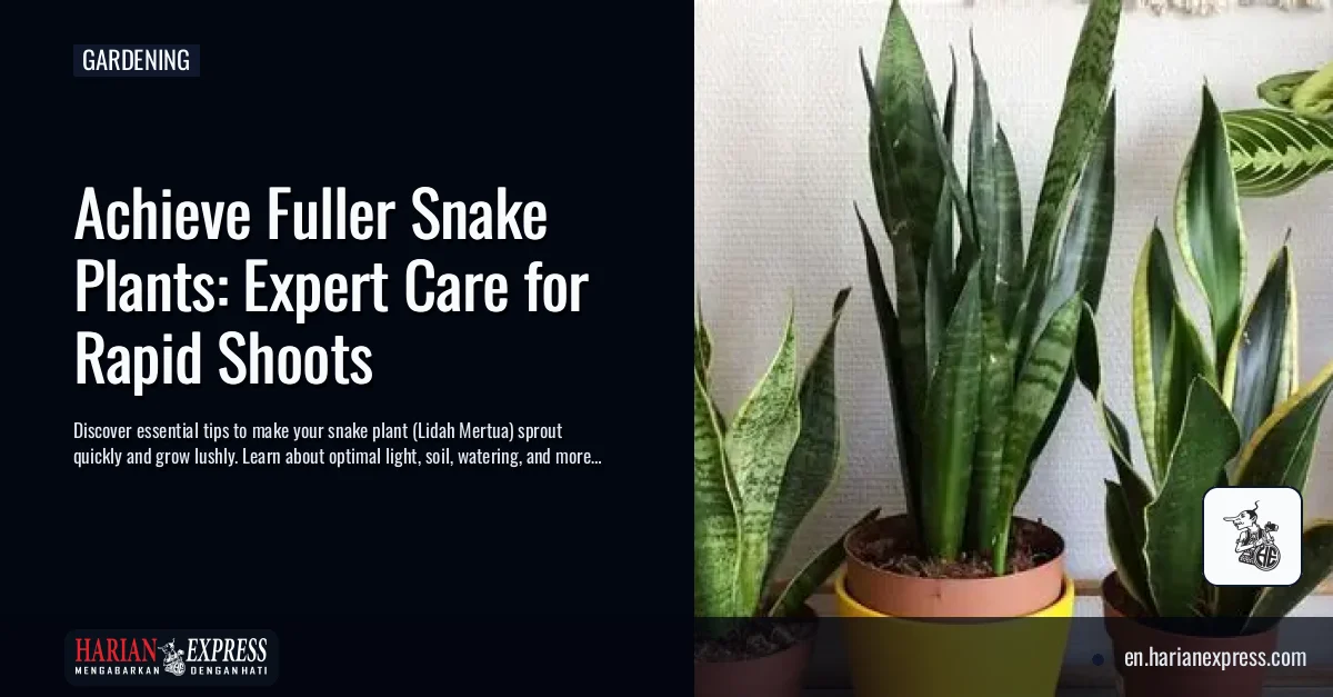 Achieve Fuller Snake Plants: Expert Care for Rapid Shoots