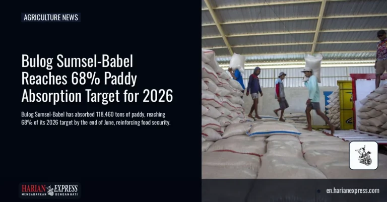 Bulog Sumsel-Babel Reaches 68% Paddy Absorption Target for 2026