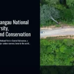 Exploring Sebangau National Park: Biodiversity, Blackwater, and Conservation