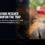 Two Orangutans Rescued from Kalimantan Fire Trap
