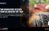 Two Orangutans Rescued from Kalimantan Fire Trap