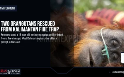Two Orangutans Rescued from Kalimantan Fire Trap