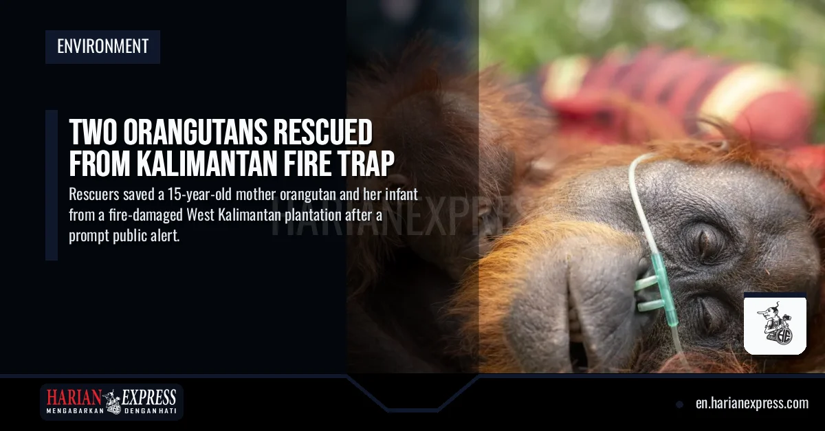 Two Orangutans Rescued from Kalimantan Fire Trap